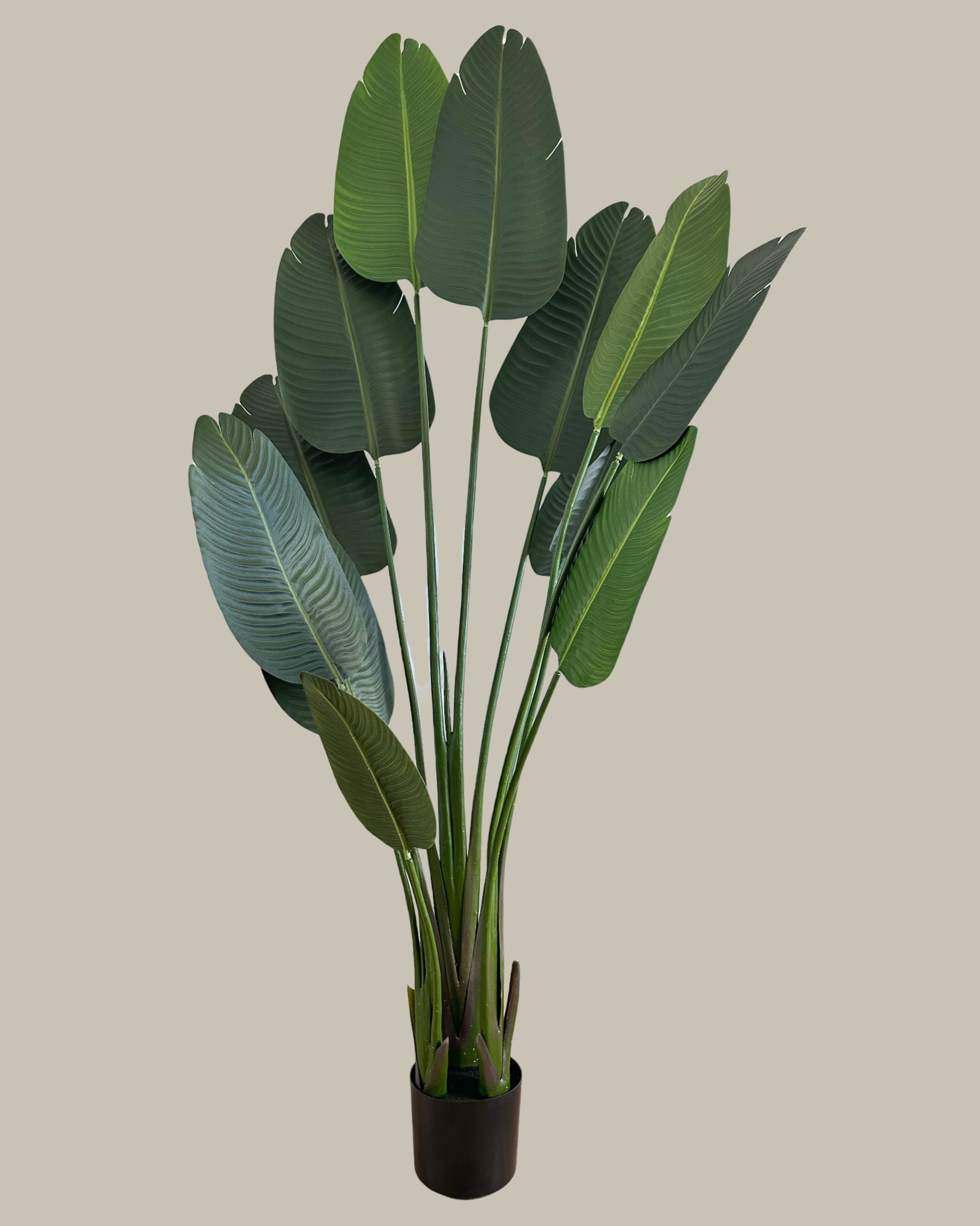 Faux Potted Birds of Paradise 180CM