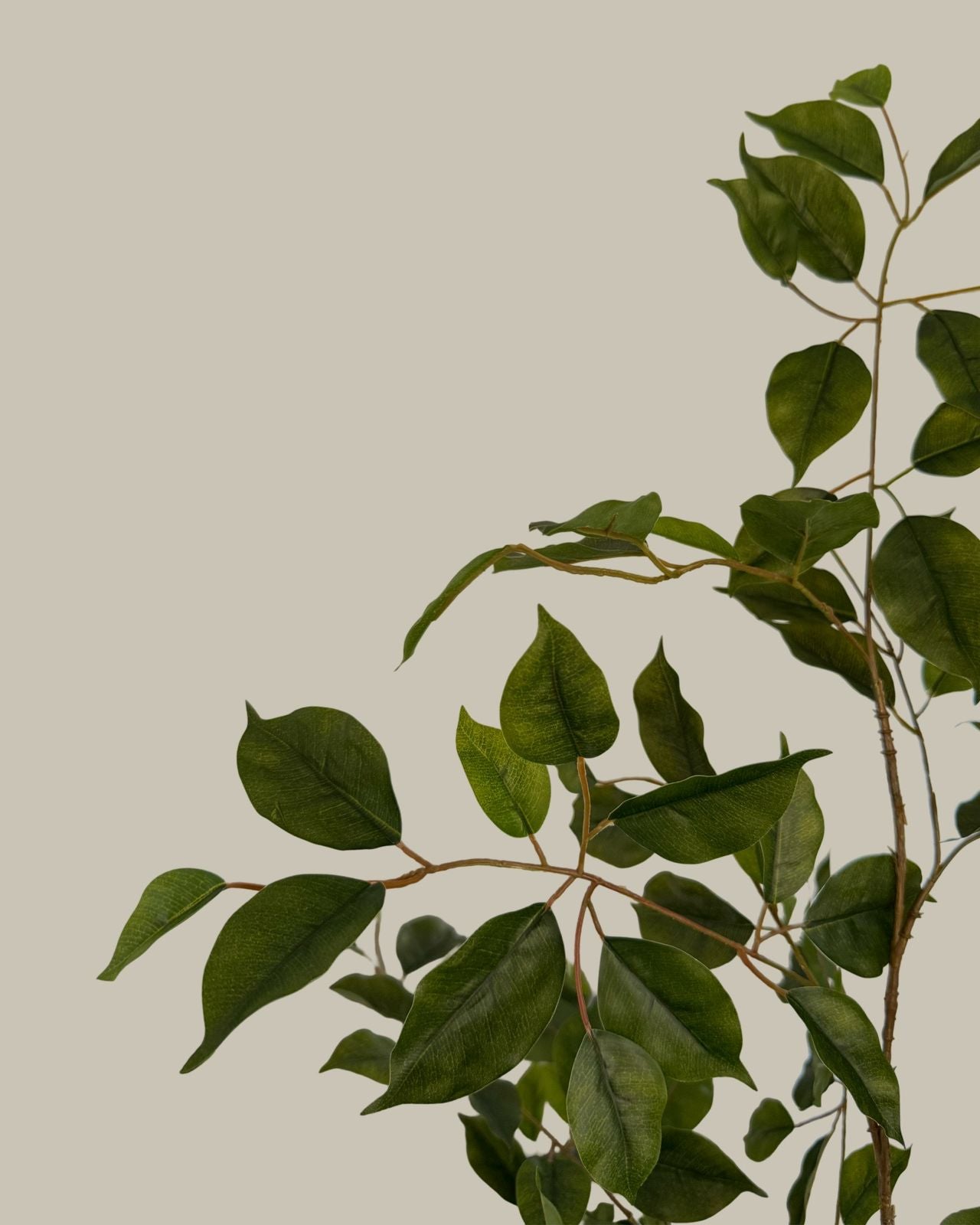 Luxe Faux Ficus Tree 180cm
