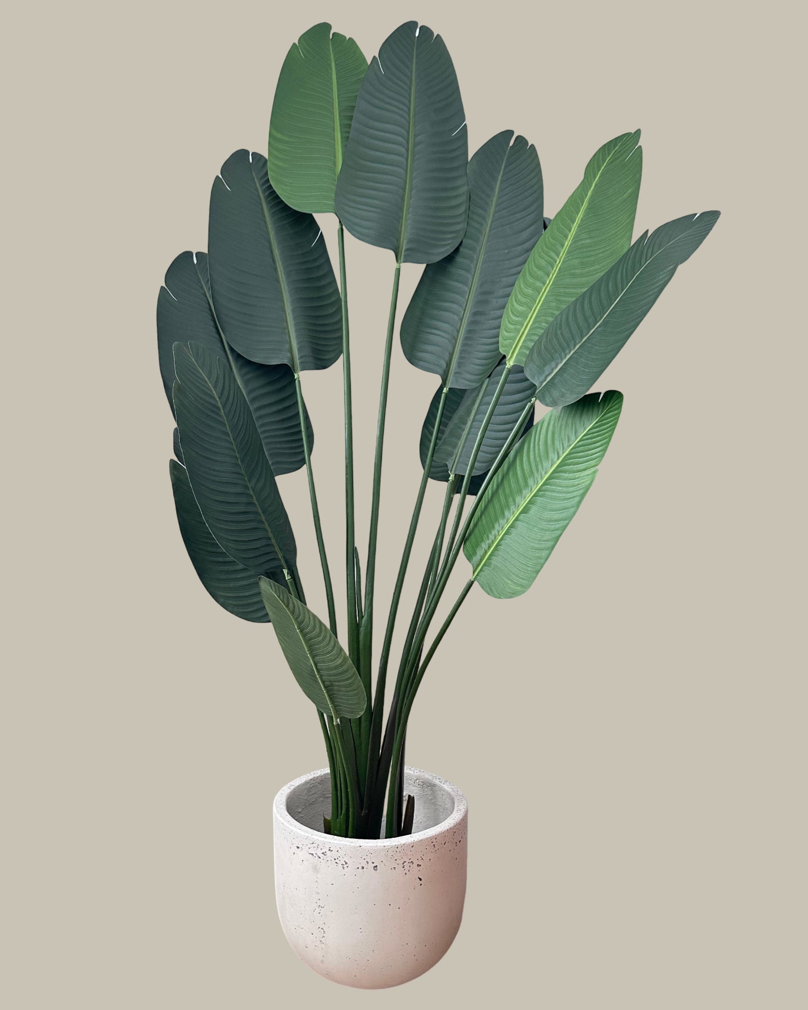 Faux Potted Birds of Paradise 180CM