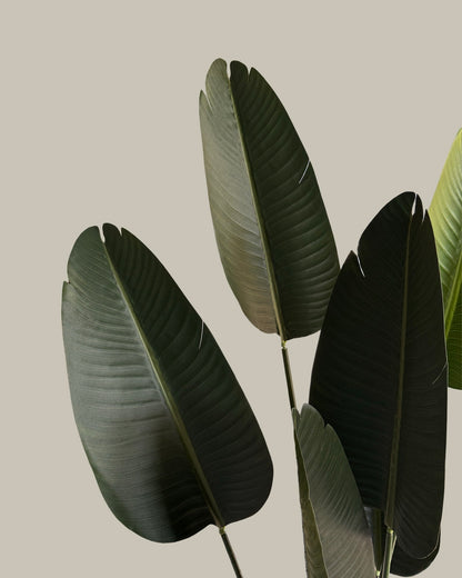 Faux Luxe Birds of Paradise 180CM