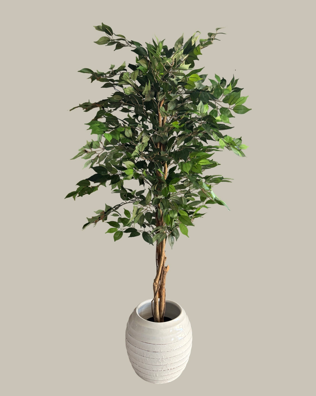 Faux Luxe Ficus Tree 180CM