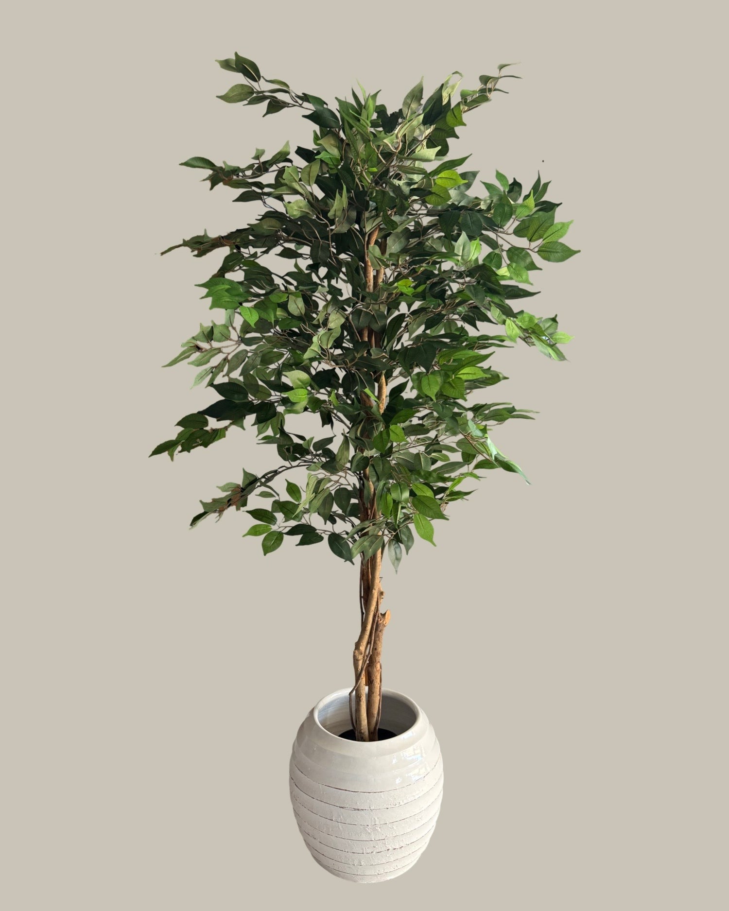 Faux Luxe Ficus Tree 180CM