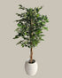 Faux Luxe Ficus Tree 180CM