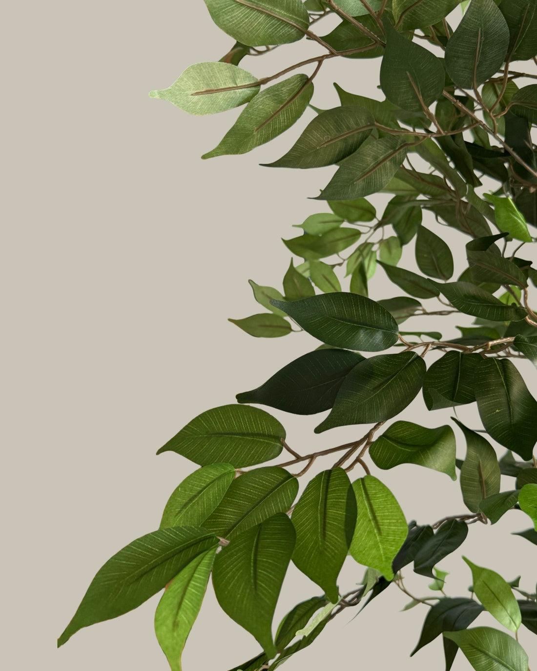 Faux Luxe Ficus Tree 180CM