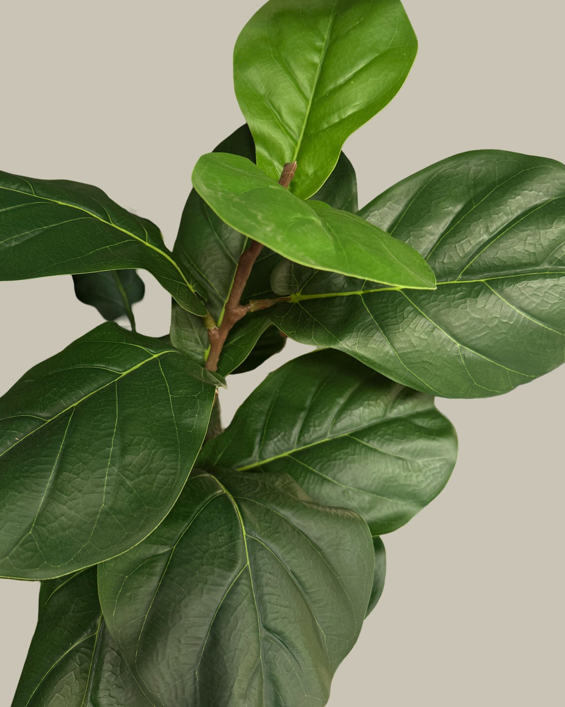 Majestic Faux Fiddle Fig Leaf Tree 220CM