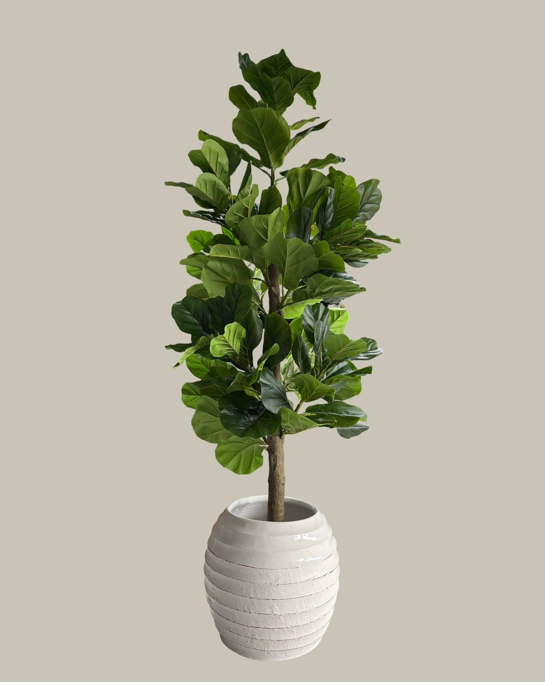 Faux Potted Fiddle Fig Leaf Tree 150CM