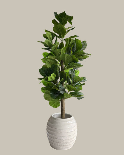 Faux Potted Fiddle Fig Leaf Tree 150CM