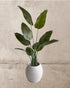 Faux Bird of Paradise Plant 160CM