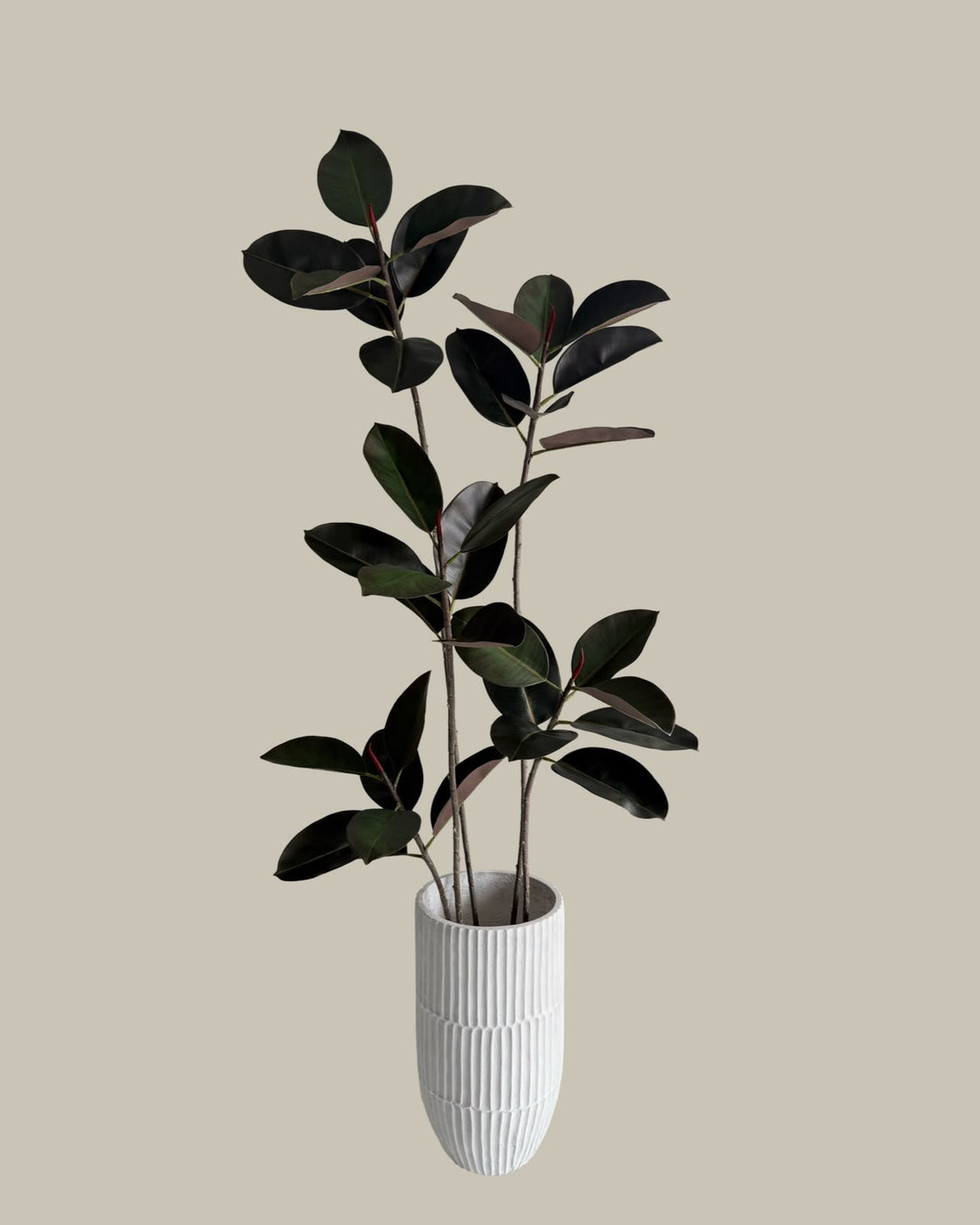Faux Black Ficus Tree 180CM