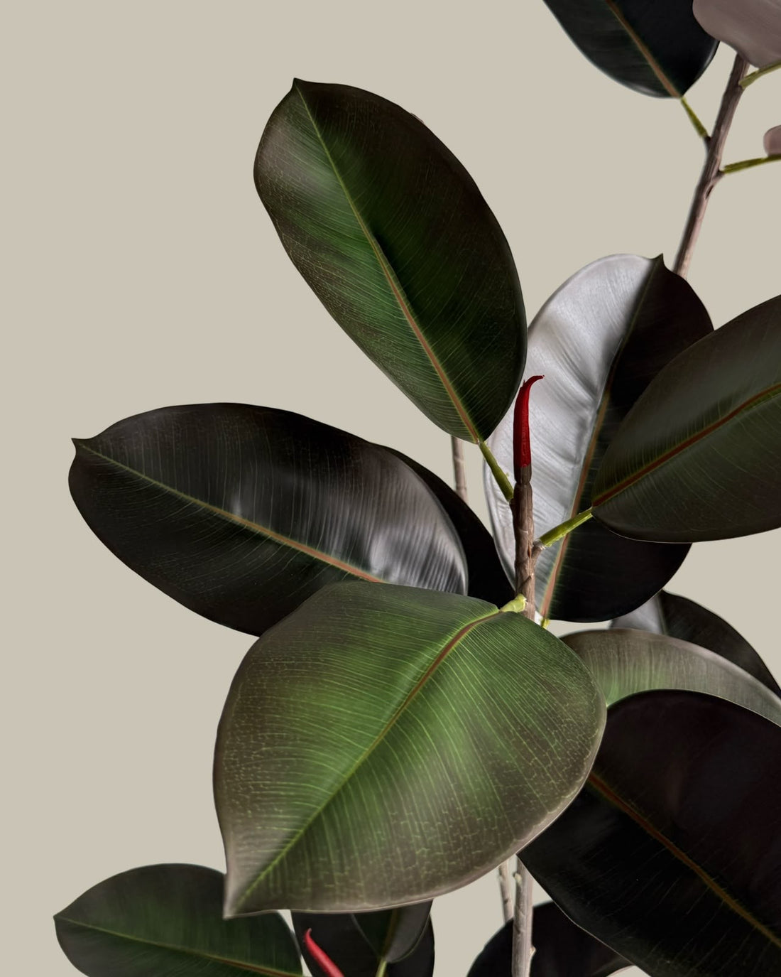 Faux Black Ficus Tree 180CM