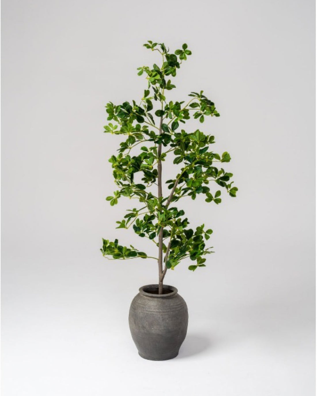 Faux Black Olive Tree + Provence Urn Bundle