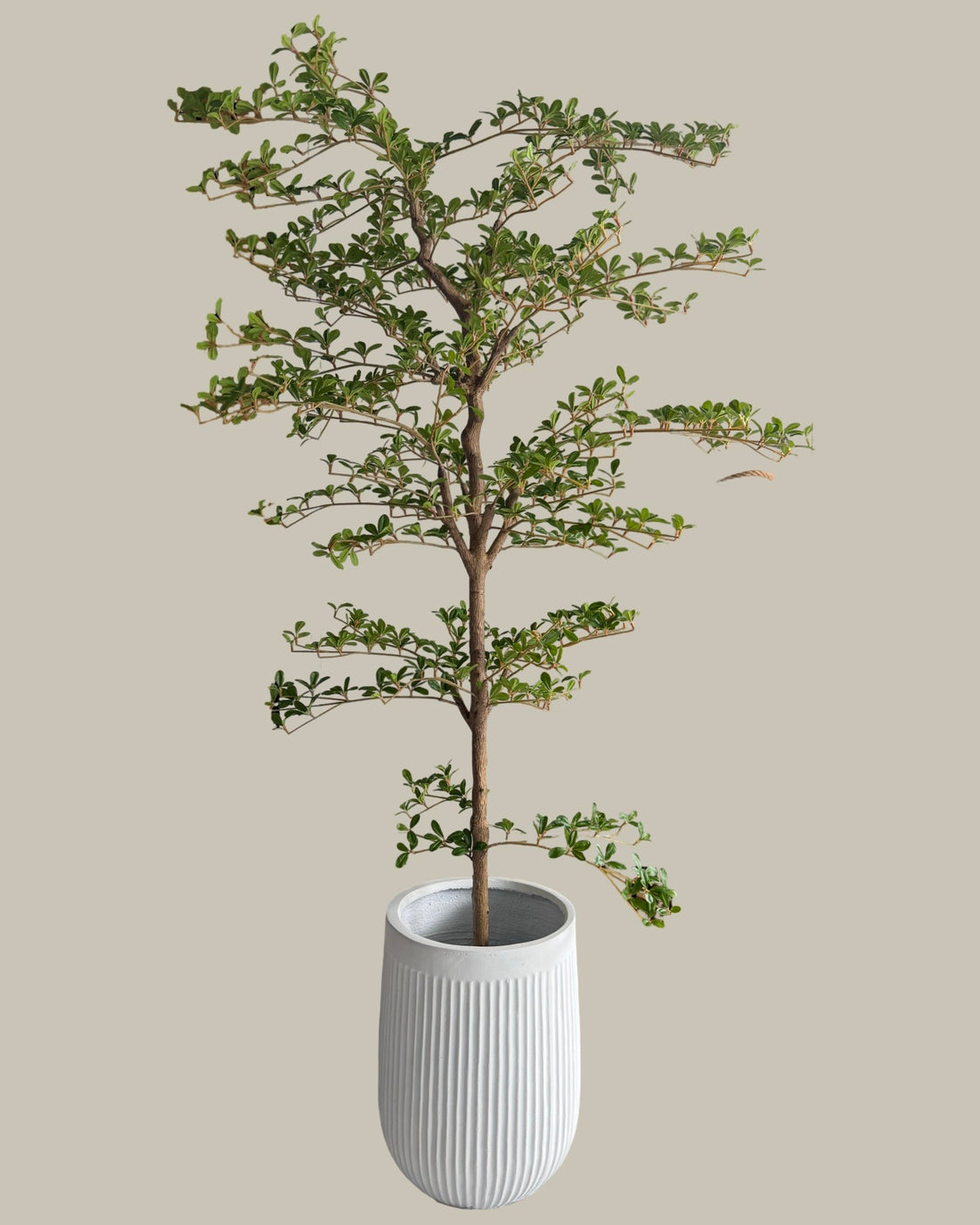 Artificial Shady Lady Olive Tree 180CM