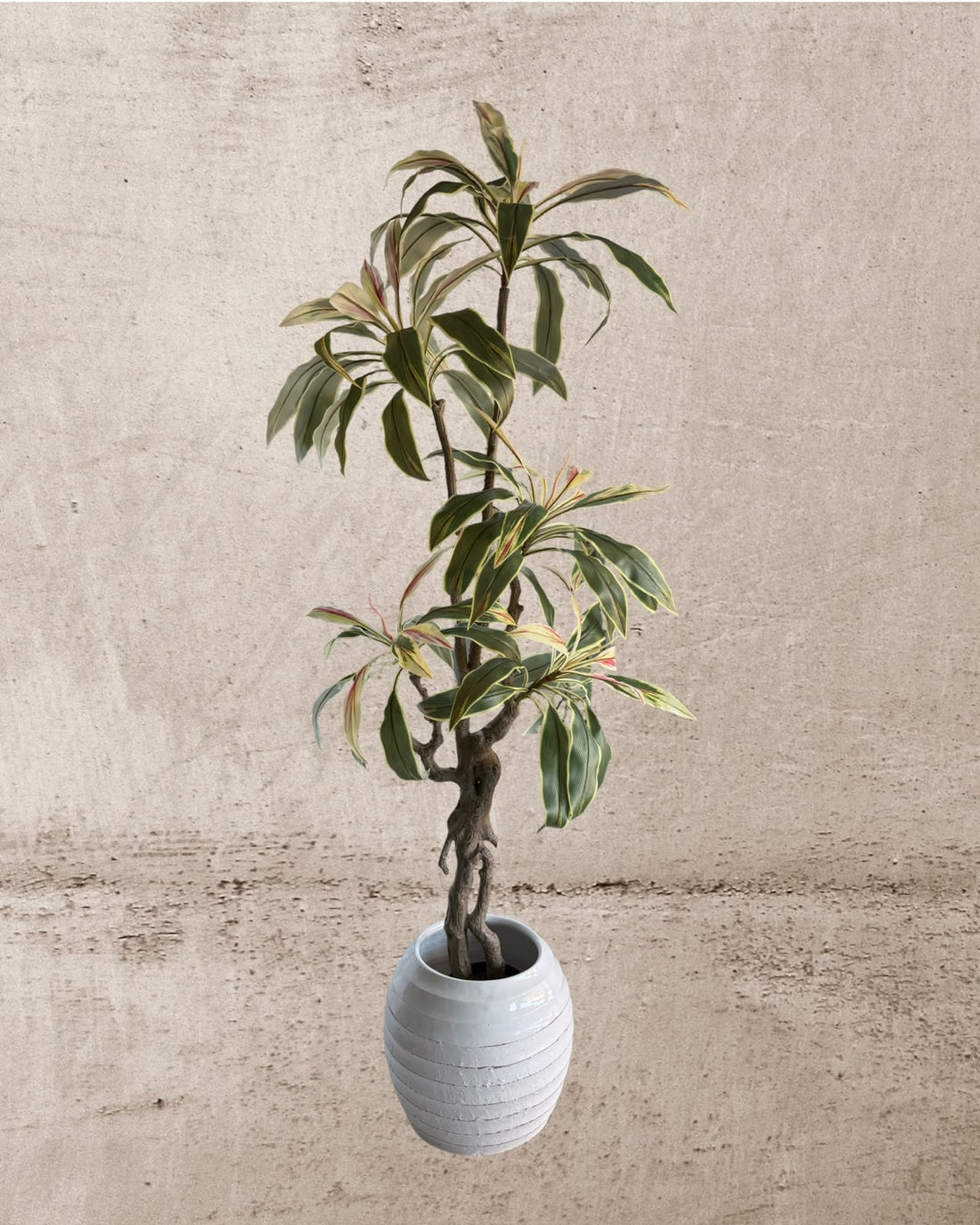 Faux Brazilian Iron Wood Plant 180CM