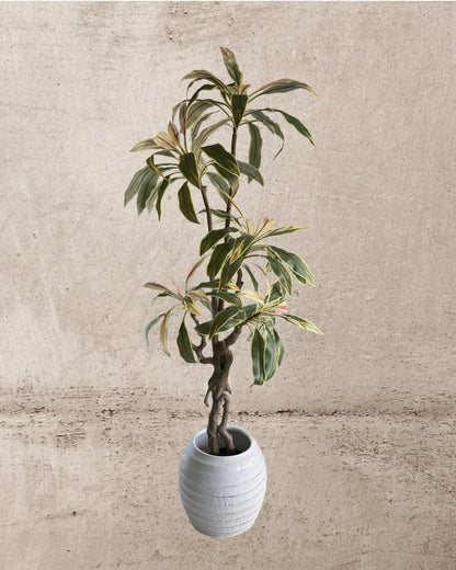 Faux Brazilian Iron Wood Plant 180CM