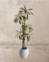 Faux Brazilian Iron Wood Plant 180CM