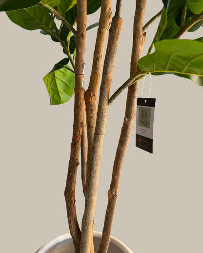 Faux Fiddle Leaf Fig Tree with Real Wood Trunk 180CM