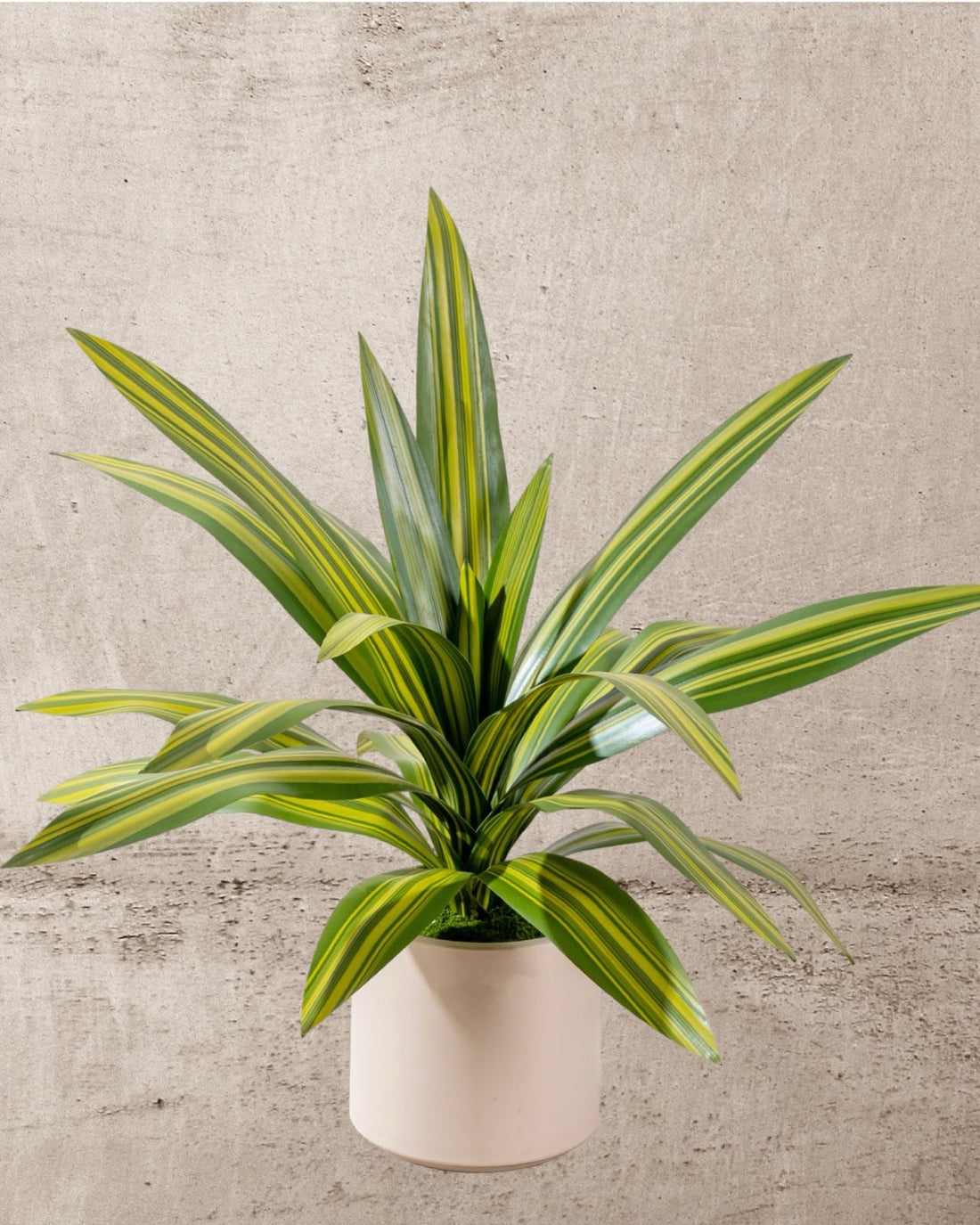 Faux Ironwood Plant 70CM