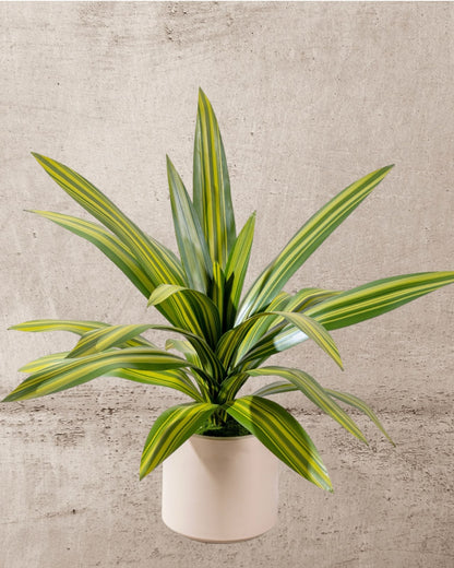 Faux Ironwood Plant 70CM