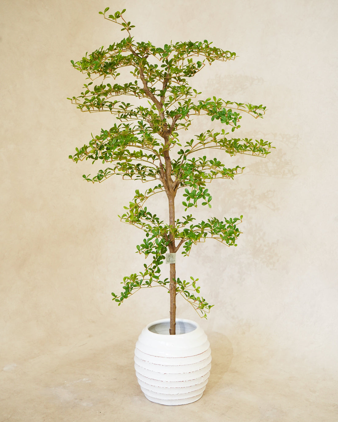 Faux Shady Lady Olive Tree 180CM