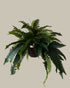 Faux Ferns with Rattan Hanging Basket (Set of 2)