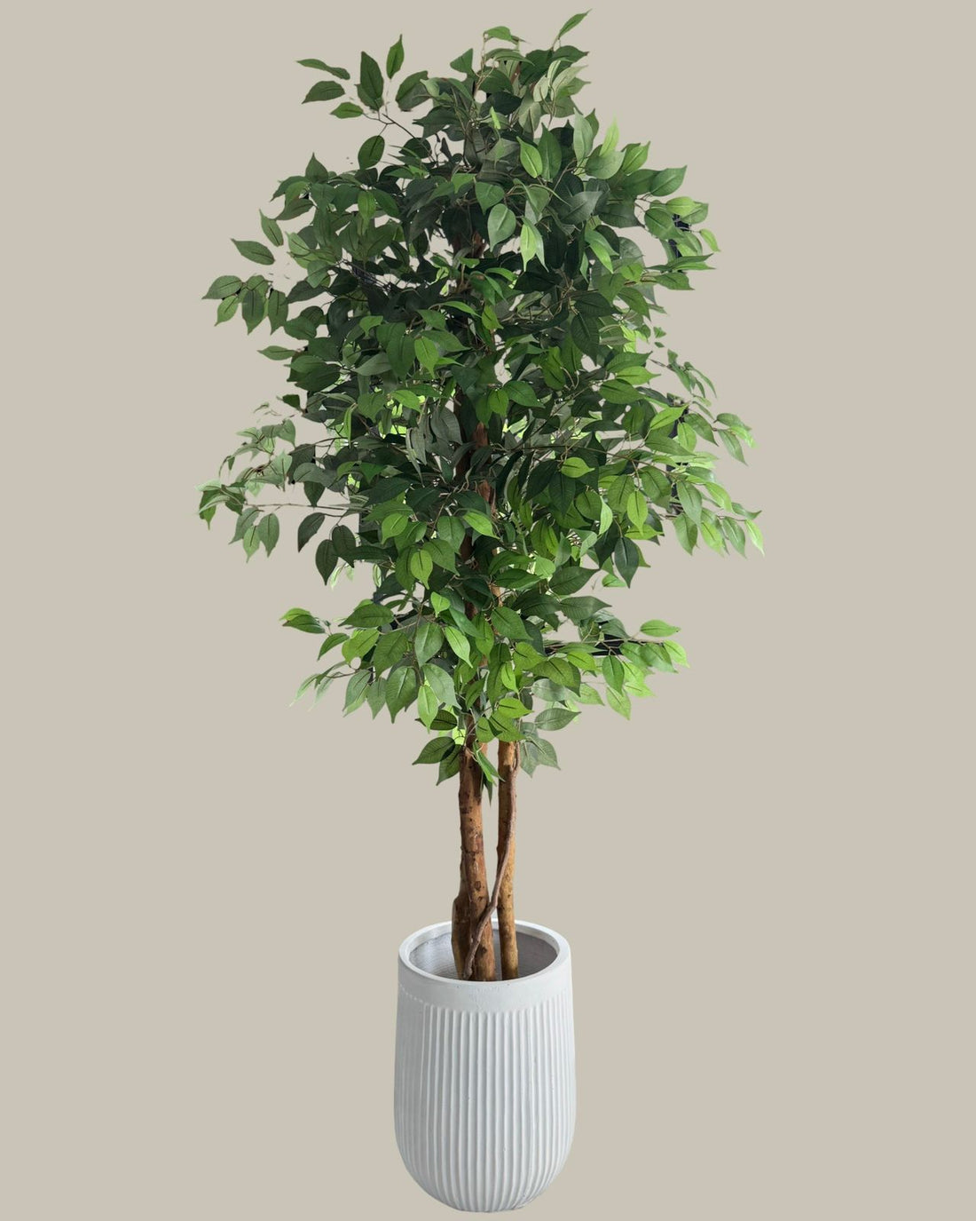 Faux Luxe Tall Ficus Tree 215CM