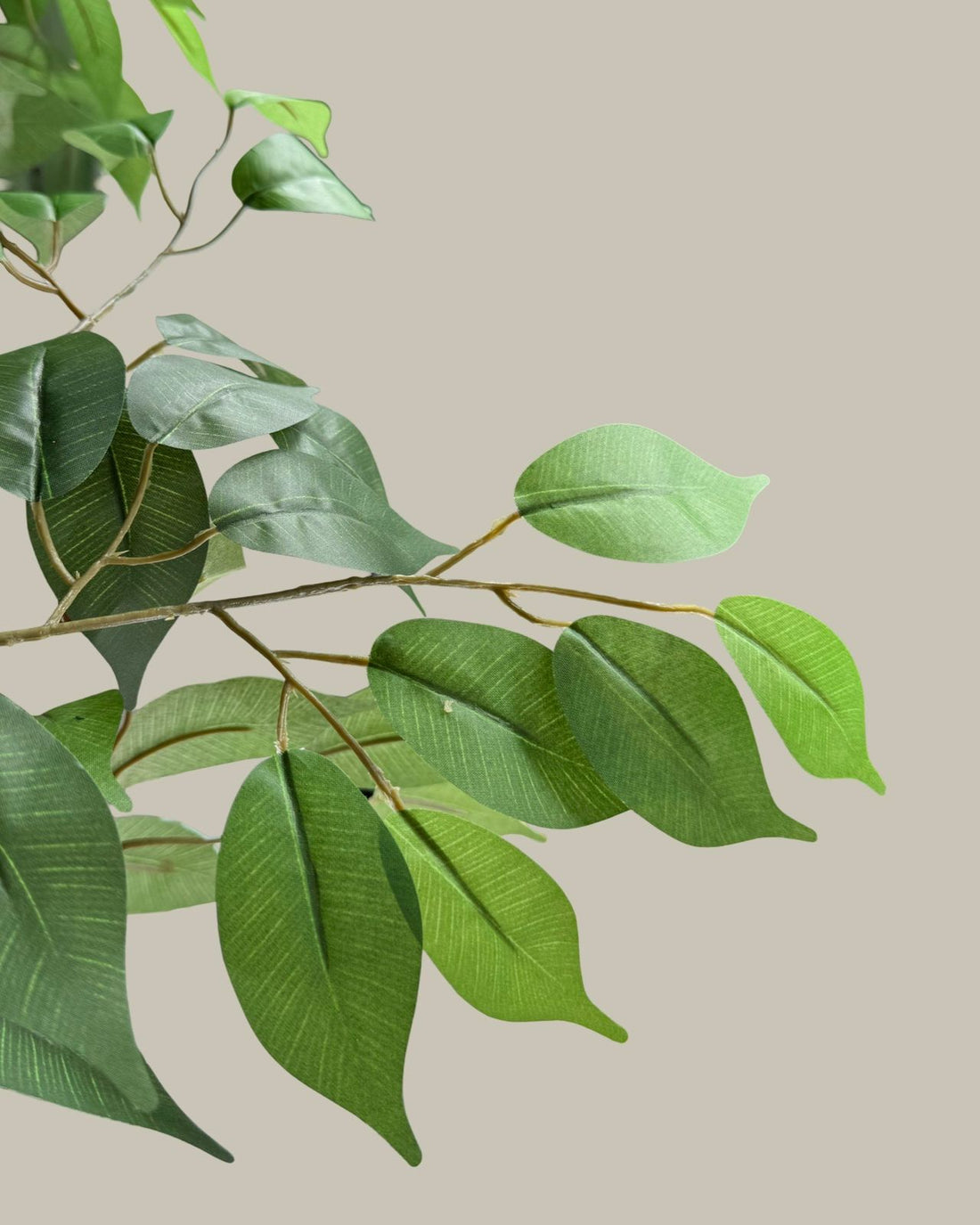 Faux Luxe Tall Ficus Tree 215CM