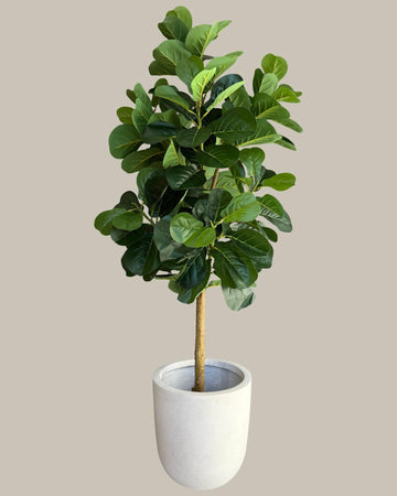 Faux Potted Fiddle Fig Leaf Tree 180CM