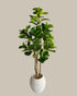 Faux Fiddle Leaf Fig Tree with Real Wood Trunk 180CM