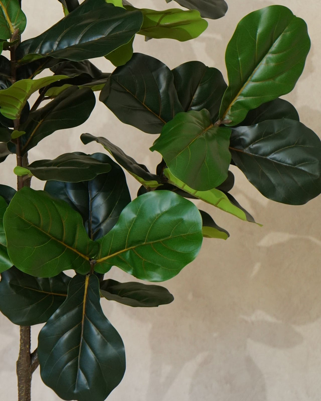 Faux Multi Branch Fiddle Fig Leaf Tree 180CM