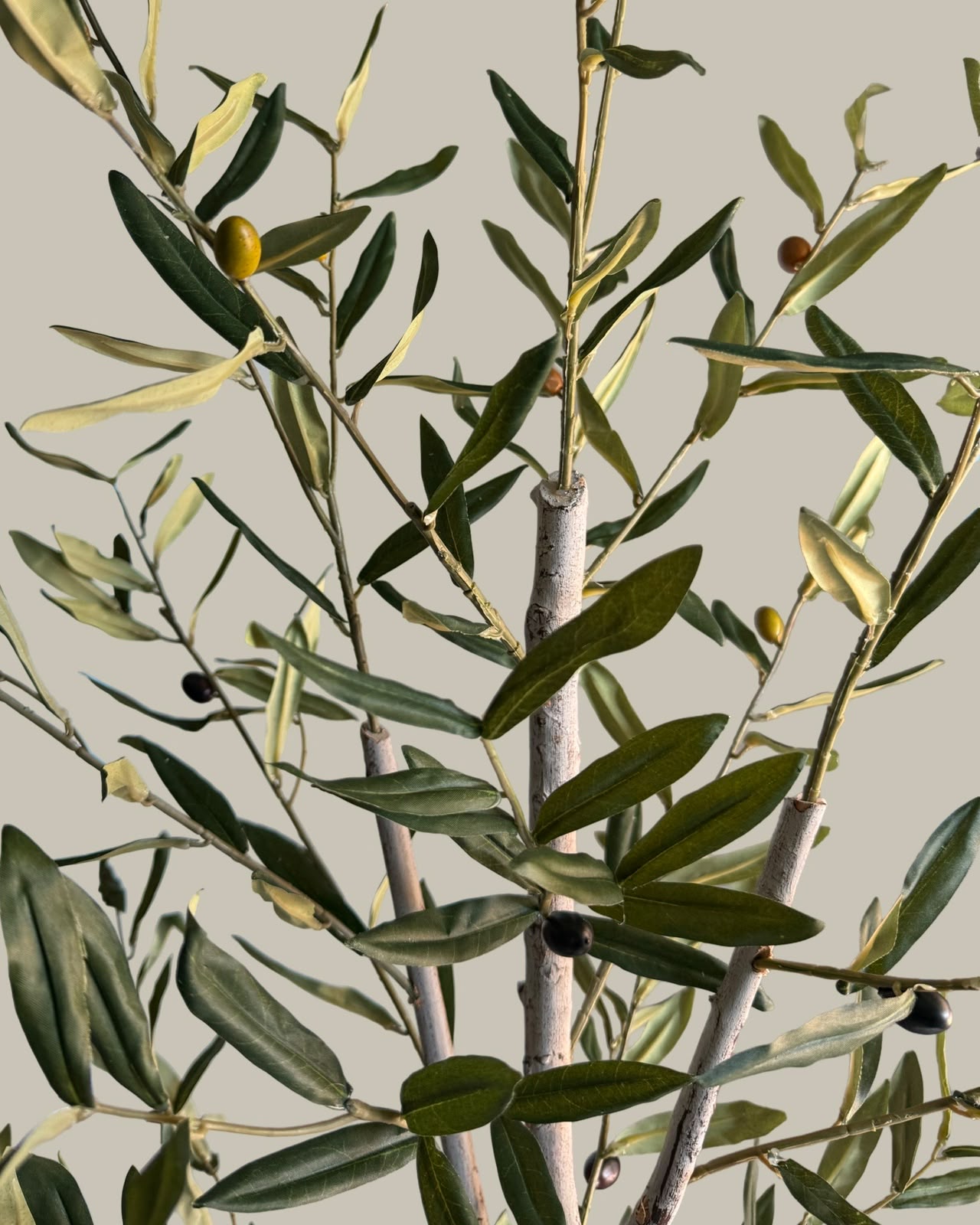 Faux Slim Olive Tree with Real Wood Trunk 180CM
