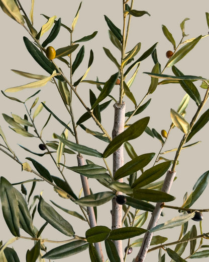 Faux Slim Olive Tree with Real Wood Trunk 180CM