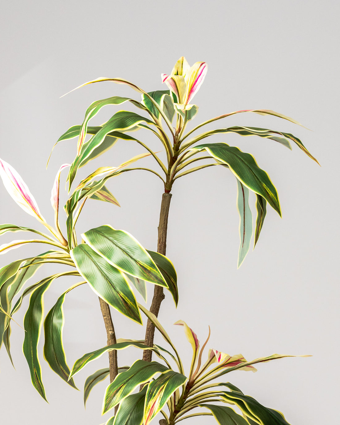 Faux Brazilian Iron Wood Plant 180CM