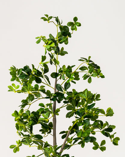 Faux Lifelike Black Olive Tree 180CM