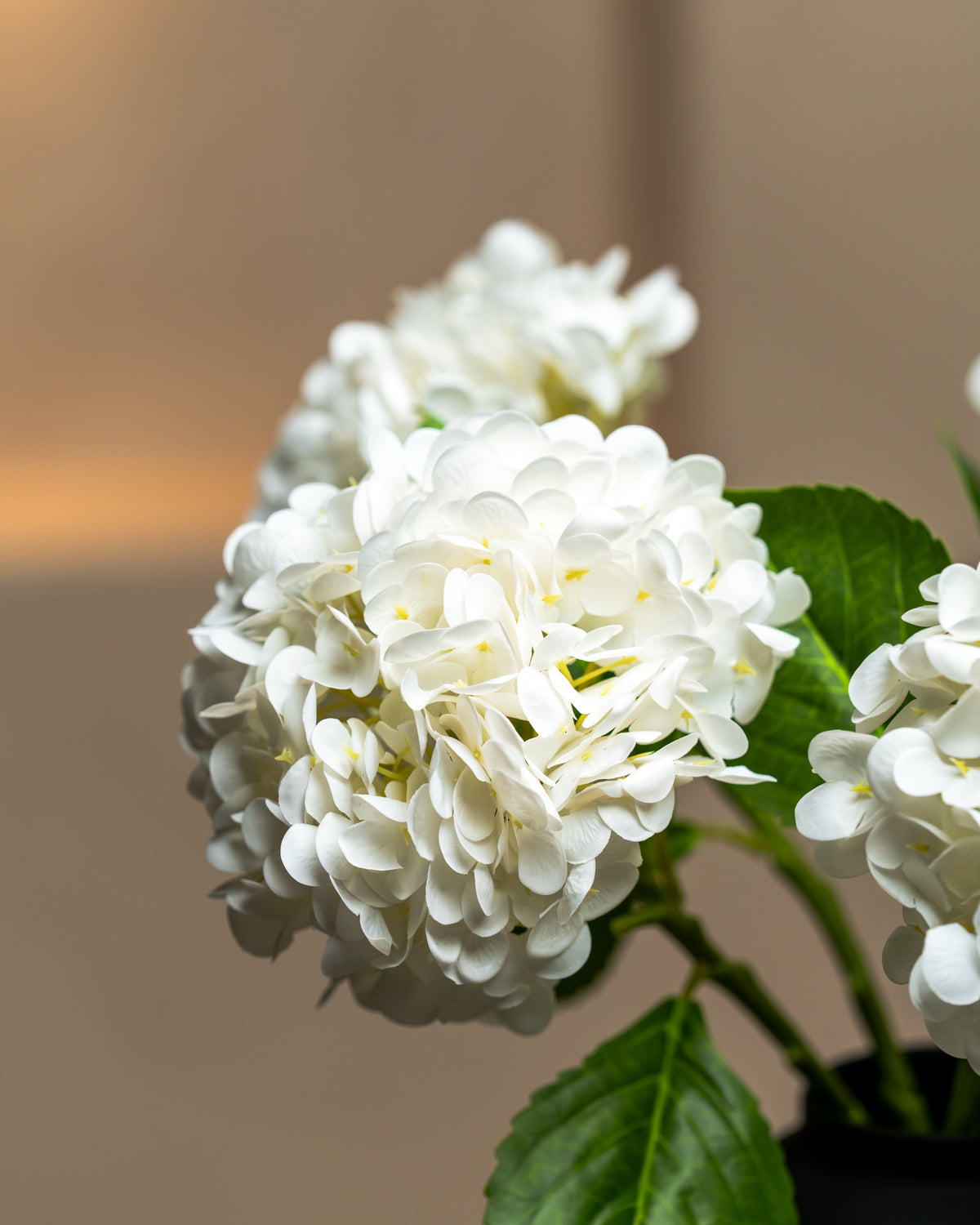 White Hydrangea - 5 Stems