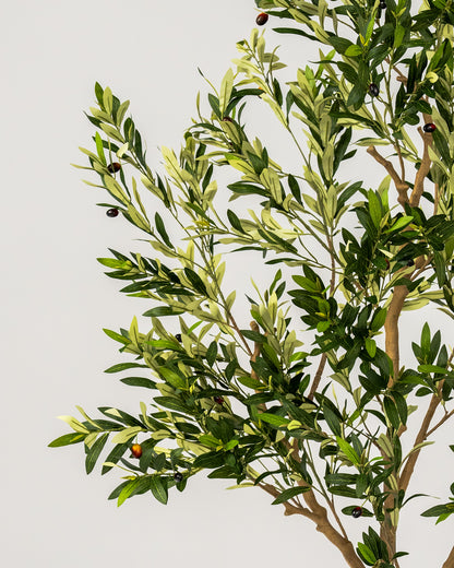 Faux Statement Olive Tree + Maren Pot Bundle