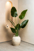 Faux Bird of Paradise Plant 160CM