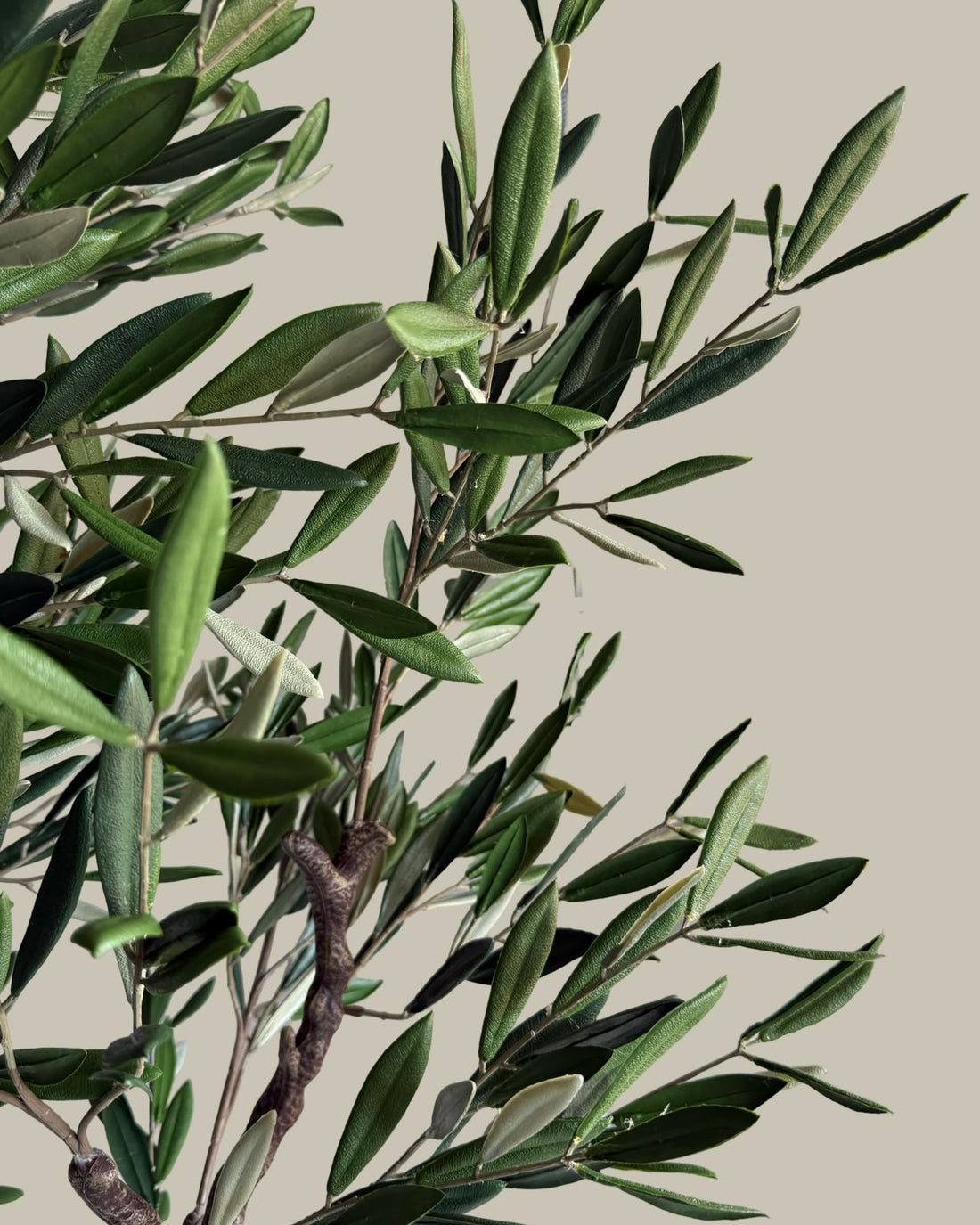 Artificial Fruitless UV Resistant Olive Tree 180cm