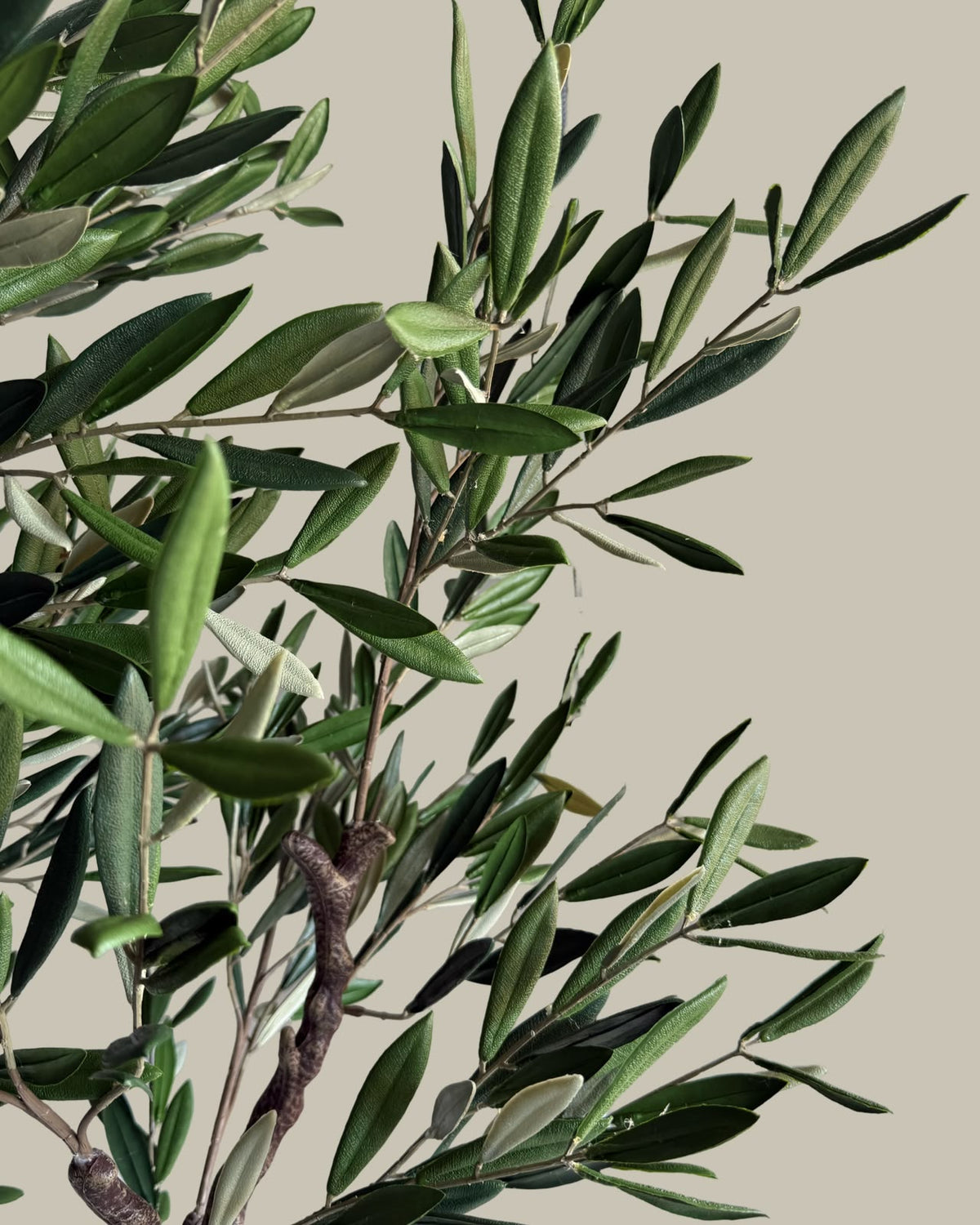Artificial Fruitless UV Resistant Olive Tree 180cm
