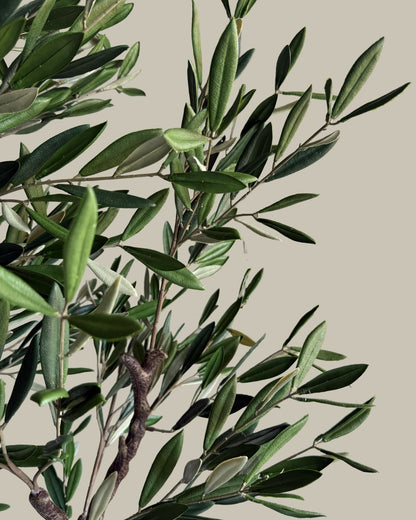 Artificial Fruitless UV Resistant Olive Tree 180cm