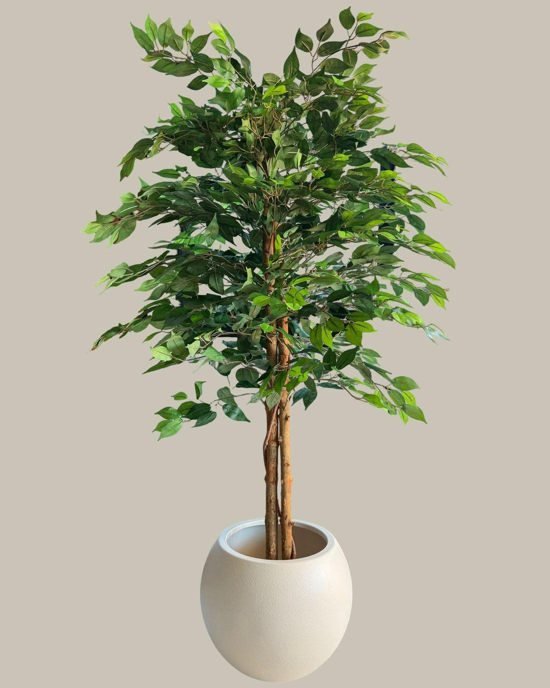 Faux Potted Ficus Tree 180CM