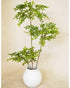 Faux Elm Tree 190CM