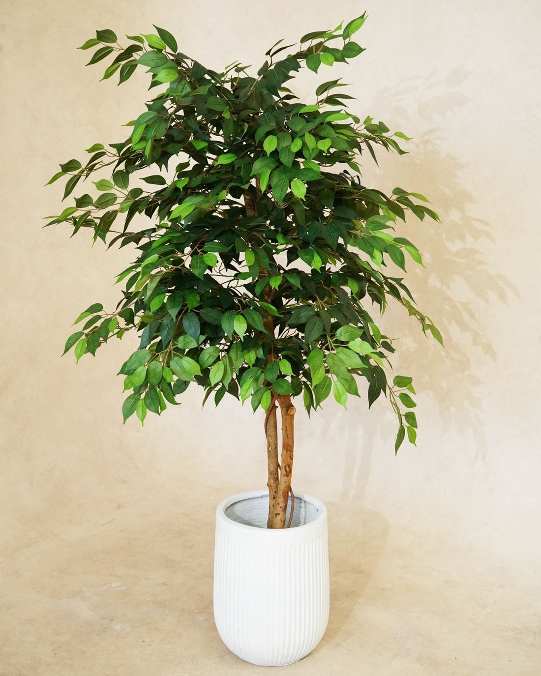 Faux Luxe Ficus Tree 180CM