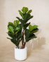 Faux Fiddle Fig Leaf 105CM