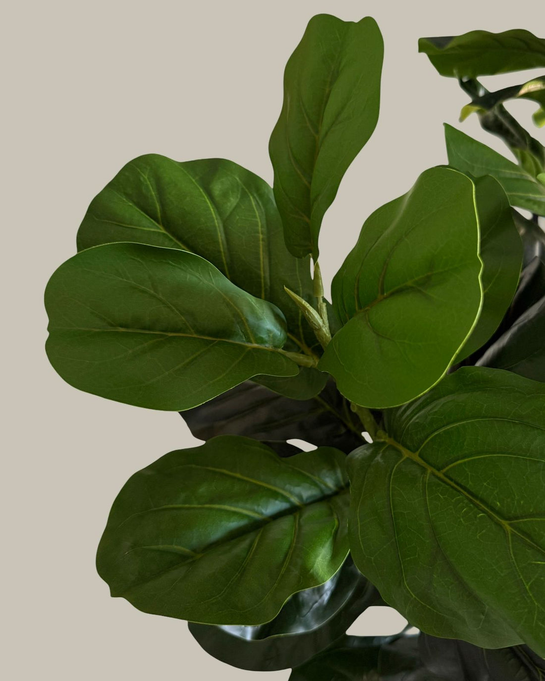 Faux Luxe Fiddle Leaf Fig Tree 180CM